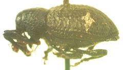Heilus tuberculosus