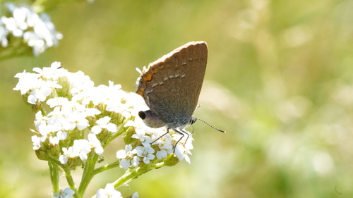 Sloe Hairstreak