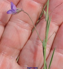 Lathyrus angulatus