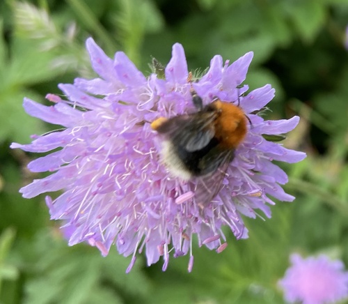Tree Bumble Bee