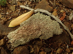 Pannaria allorhiza