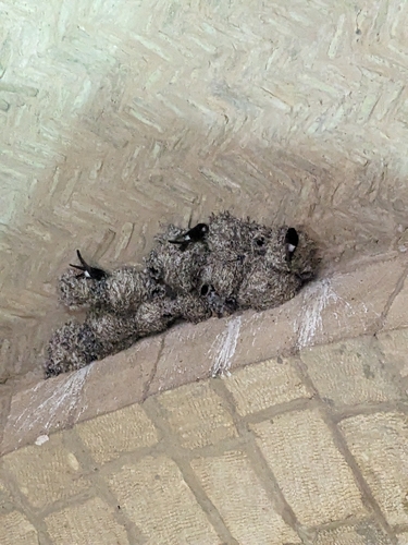 Western House Martin