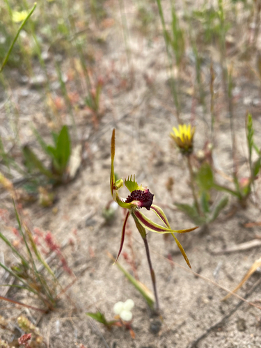 large-club spider orchid