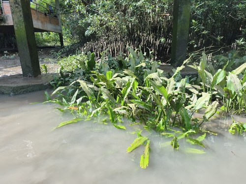 Cryptocoryne observed 2026-06-14