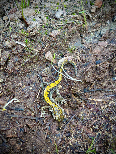iNaturalist observation photo of Long-toed Salamander