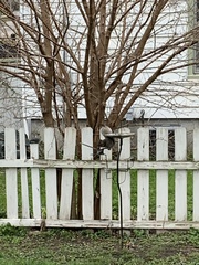 Sciurus carolinensis