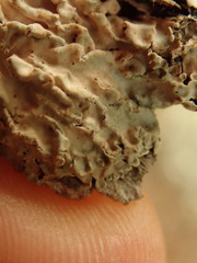 Pannaria allorhiza