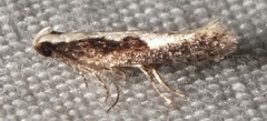Agnippe prunifoliella