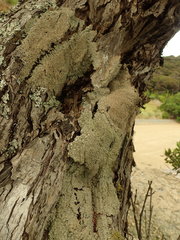 Pannaria allorhiza
