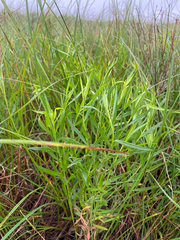 Euthamia gymnospermoides, photograph (c) Stephen Hornbeck, some rights reserved (CC BY)