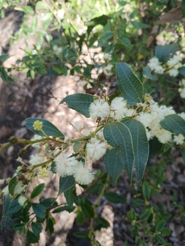 Acacia urophylla, photograph 4