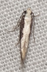 Agnippe prunifoliella