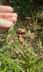 Dichanthelium commutatum