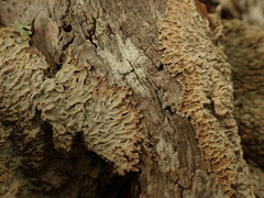 Pannaria allorhiza