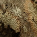 Pannaria allorhiza - Photo (c) Marley Ford,  זכויות יוצרים חלקיות (CC BY-NC-SA), הועלה על ידי Marley Ford