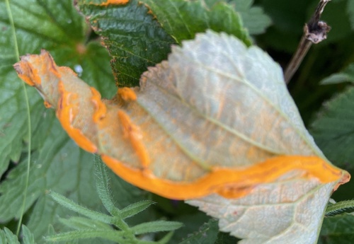 meadowsweet rust