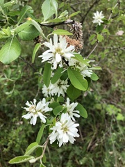 Amelanchier ovalis