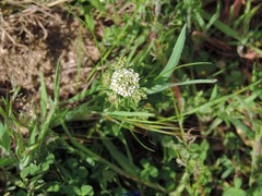 Lepidium campestre