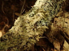 Parmotrema subtinctorium