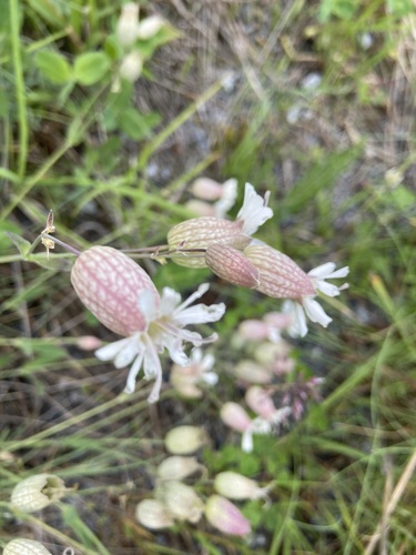bladder campion