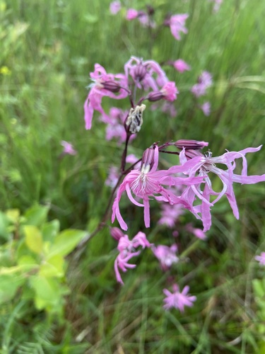 ragged-robin