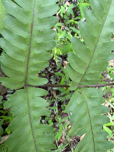 Pteris biaurita, photograph 2