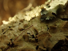 Parmotrema subtinctorium