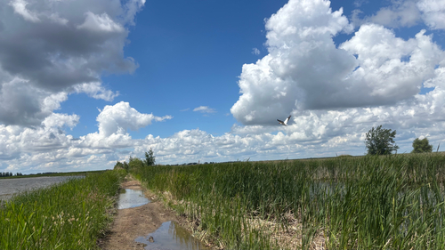 American White Pelican