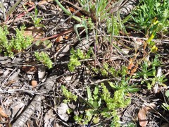 Lysimachia linum-stellatum
