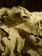 Parmotrema subtinctorium