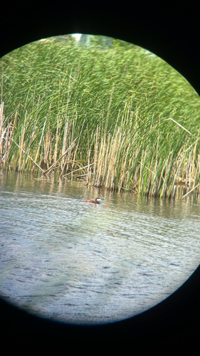 Ruddy Duck
