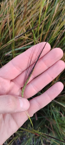 Heteropogon contortus observed 2026-06-23