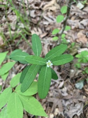 Euphorbia pubentissima