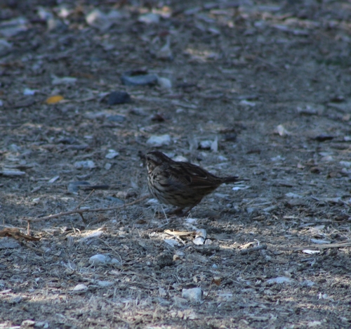 iNaturalist observation photo of Song Sparrow