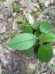 Dendrocnide meyeniana, photograph (c) 黃美滿, some rights reserved (CC BY)