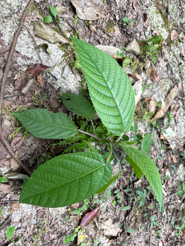 Dendrocnide meyeniana, photograph 6