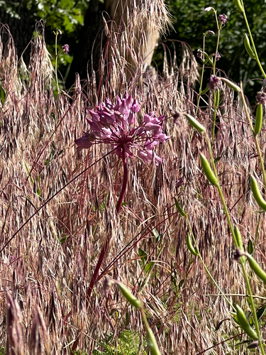 Dichelostemma volubile, photograph 5