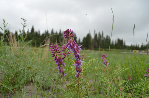 Two-grooved Milkvetch