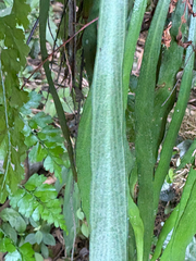 (c) 黃美滿, some rights reserved (CC BY) Haplopteris elongata, photograph (c) 黃美滿, some rights reserved (CC BY)