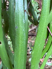 (c) 黃美滿, some rights reserved (CC BY) Haplopteris elongata, photograph (c) 黃美滿, some rights reserved (CC BY)