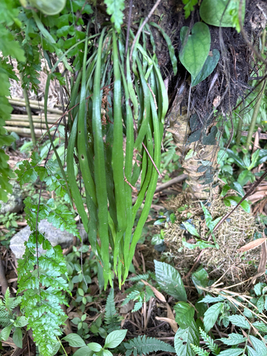 Haplopteris elongata, photograph 2