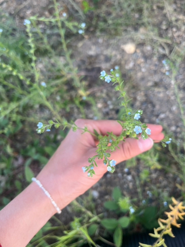two-rowed stickseed