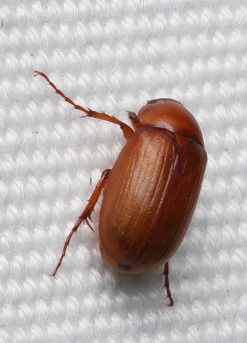 Full June Beetle photo 2
