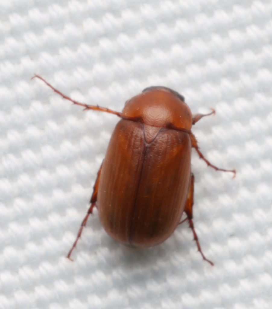 Full June Beetle