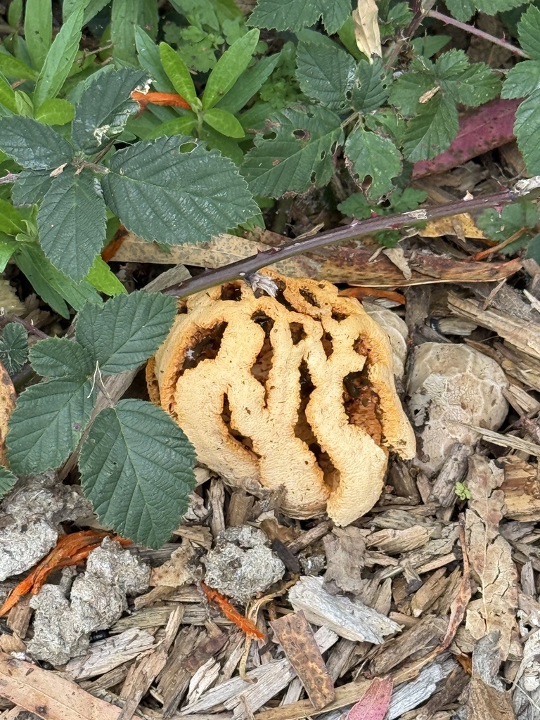 red-cage fungus · June 2026 · photo: Photo: no rights reserved · iNaturalist