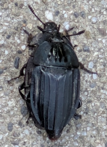 Eusilpha japonica