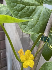 Cucumis sativus