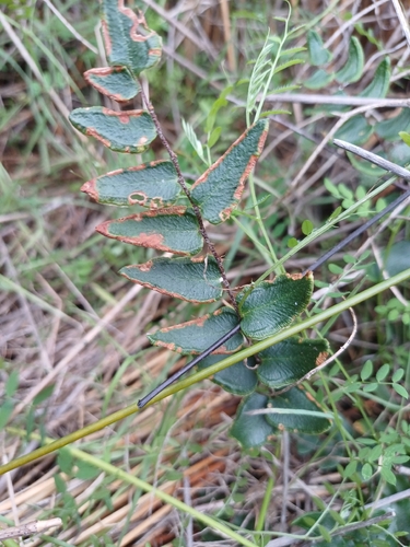 Button Fern