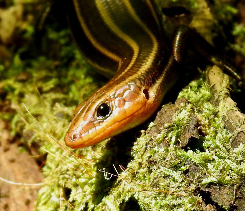 Common Five-lined Skink from 545 Pecan Dr., Iberville Parish, LA, USA ...