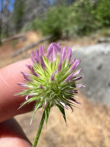 Trifolium microcephalum, photograph 5